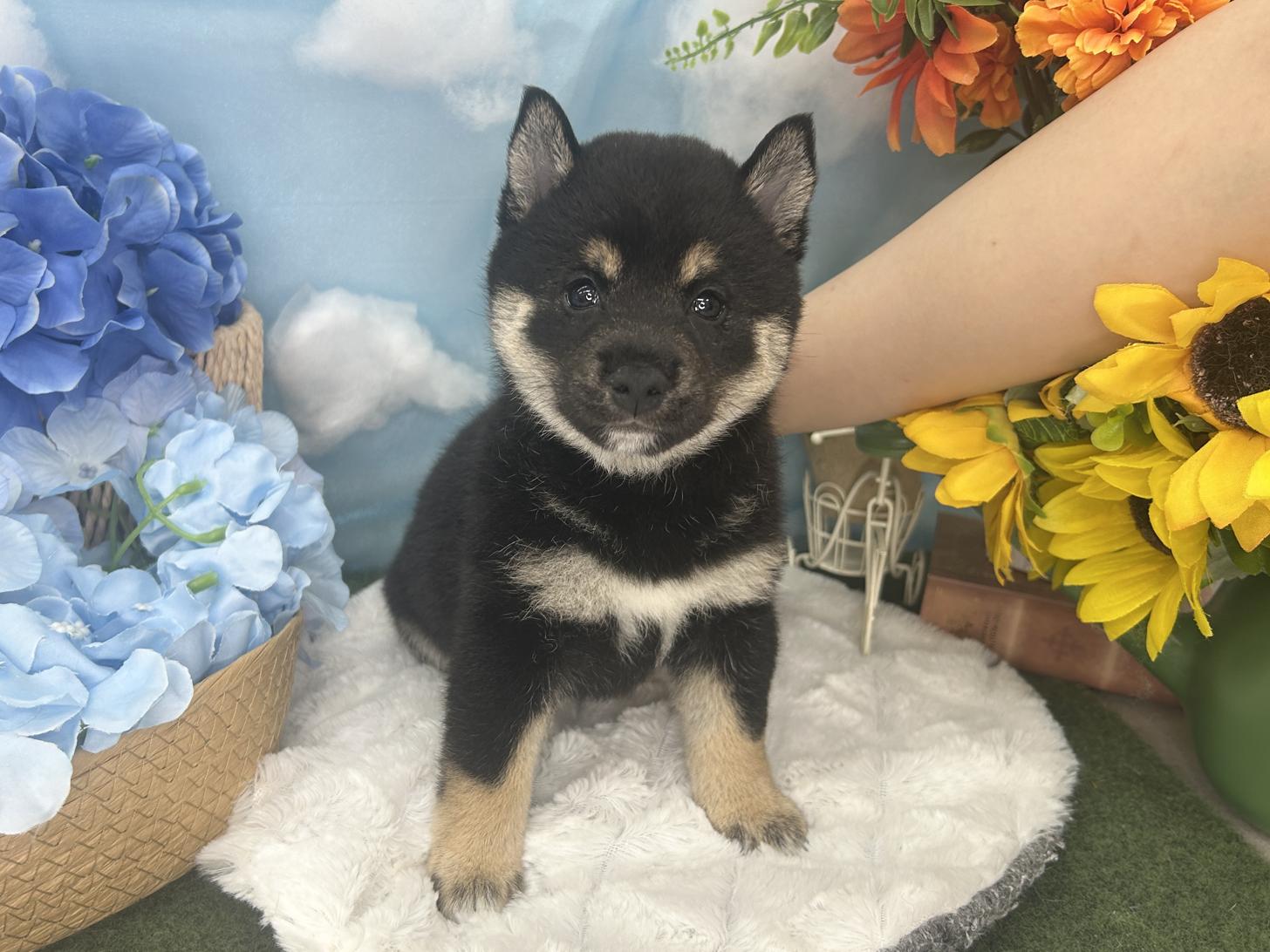 北海道の豆柴 (ラブワンコ カインズ大曲店/2026年6月25日生まれ/女の子/黒)の子犬の1枚目の画像