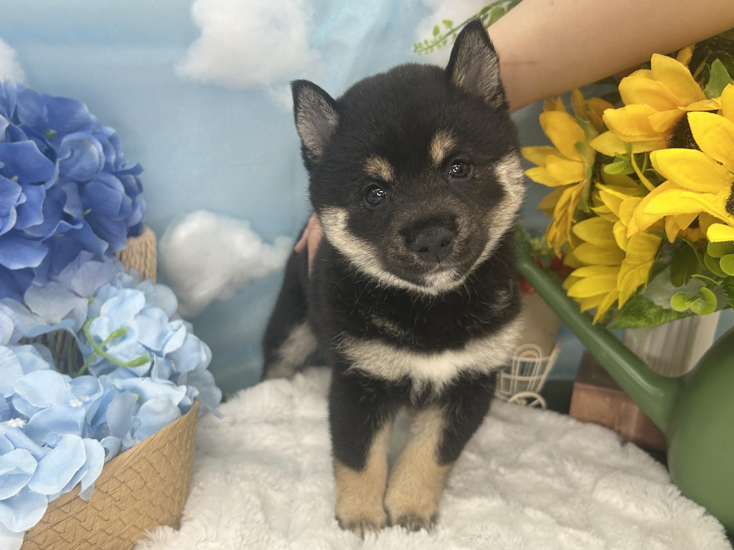 北海道の豆柴 (ラブワンコ カインズ大曲店/2026年6月25日生まれ/女の子/黒)の子犬の2枚目の画像