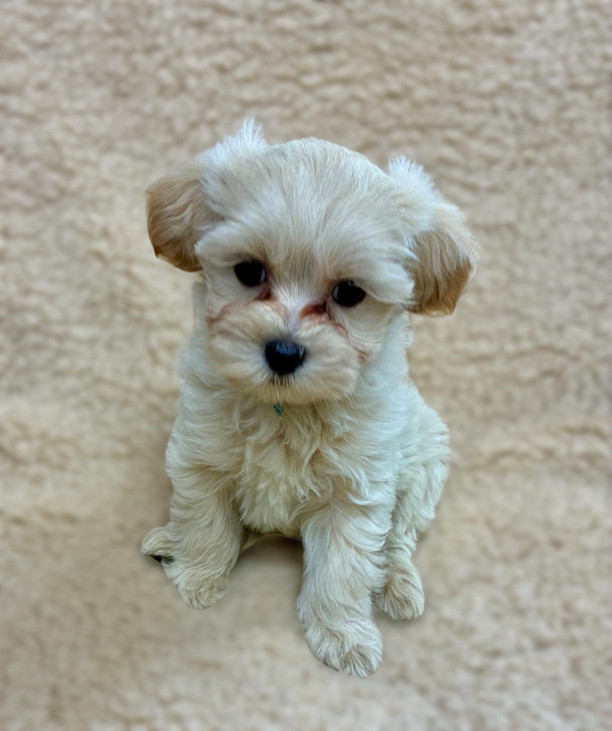 広島県のマルプー(マルチーズ×プードル) (ペットショップ カネユキ/2025年10月8日生まれ/男の子/クリーム)の子犬