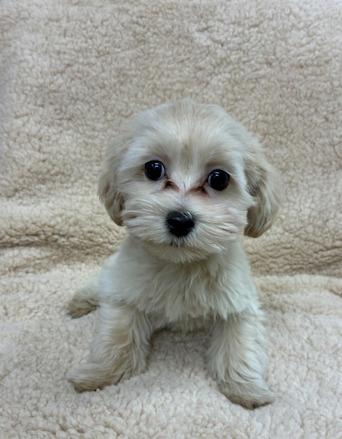 広島県のマルプー(マルチーズ×プードル) (ペットショップ カネユキ/2025年10月8日生まれ/男の子/クリーム)の子犬の3枚目の画像