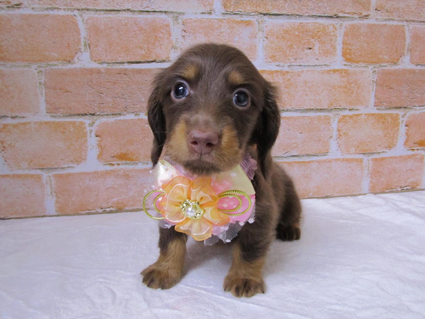 宮城県のミニチュアダックスフンド(ロング) (ズーズーカンパニー 八乙女店/2025年9月15日生まれ/女の子/チョコレートタン)の子犬の1枚目の画像