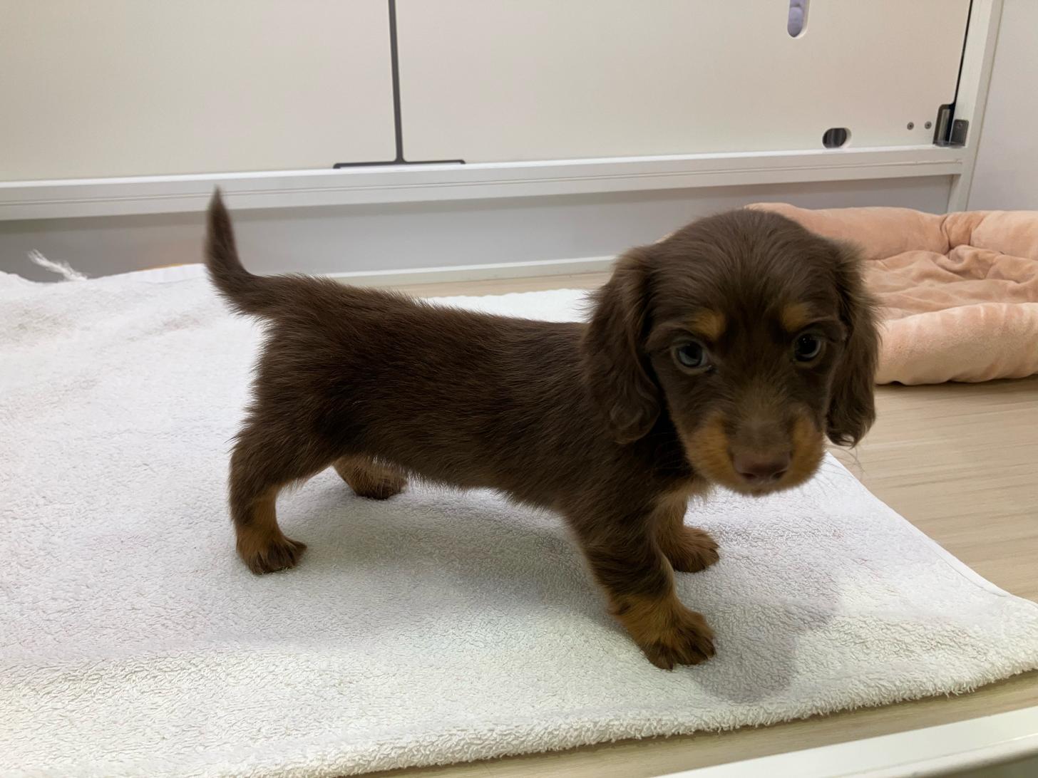 宮城県のミニチュアダックスフンド(ロング) (ズーズーカンパニー 八乙女店/2025年9月15日生まれ/女の子/チョコレートタン)の子犬の2枚目の画像