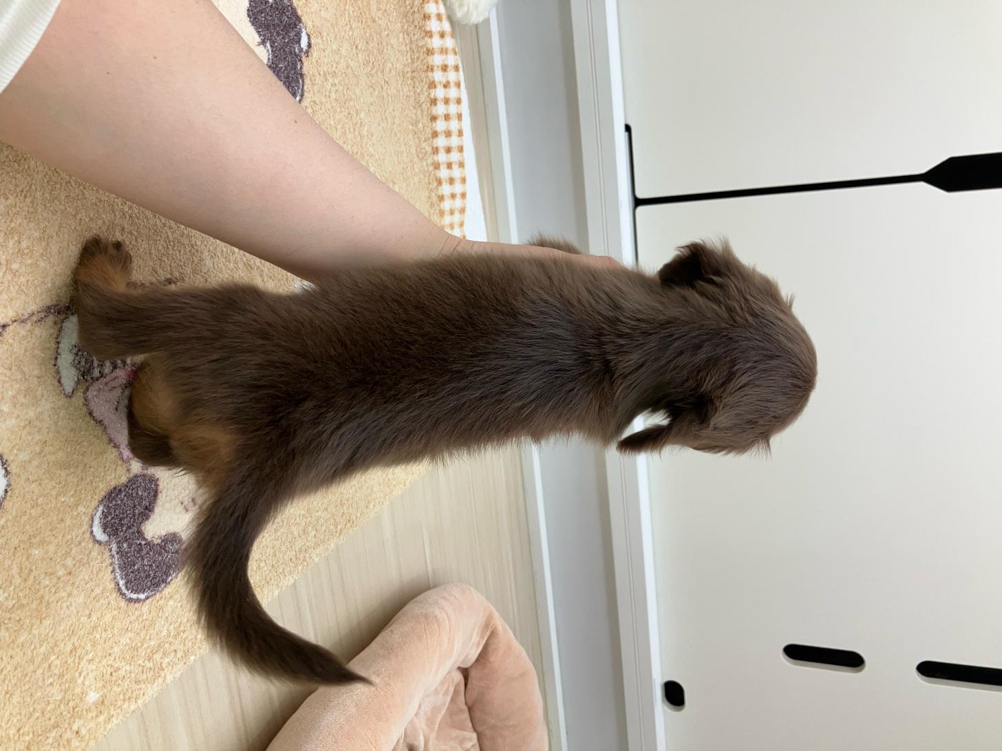 宮城県のミニチュアダックスフンド(ロング) (ズーズーカンパニー 八乙女店/2025年9月15日生まれ/女の子/チョコレートタン)の子犬の3枚目の画像