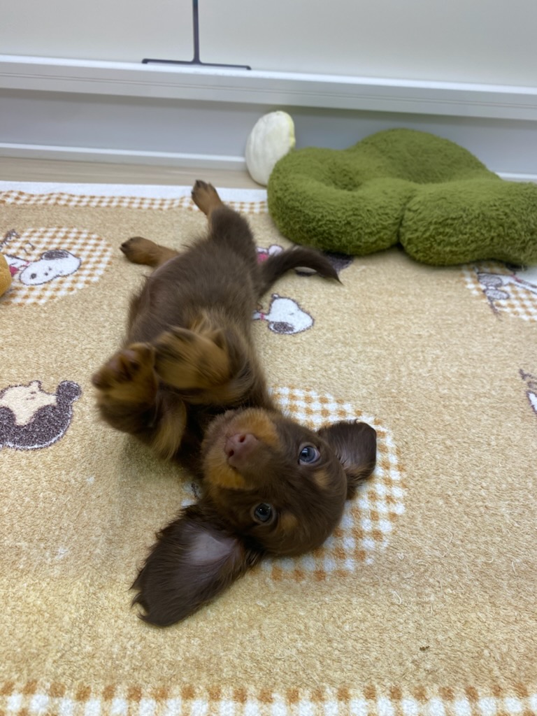 宮城県のミニチュアダックスフンド(ロング) (ズーズーカンパニー 八乙女店/2025年9月15日生まれ/女の子/チョコレートタン)の子犬の4枚目の画像