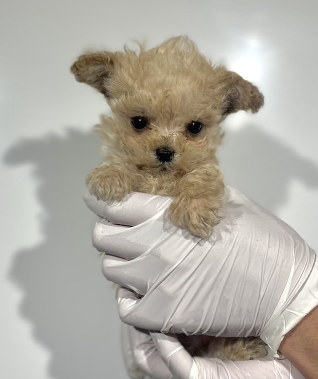 埼玉県のマルプー(マルチーズ×プードル) (ペッツスマイル南中野店/2025年8月29日生まれ/男の子/クリーム)の子犬の1枚目の画像