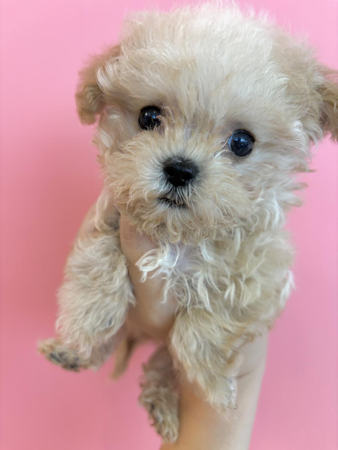 埼玉県のマルプー(マルチーズ×プードル) (ペッツスマイル南中野店/2025年8月29日生まれ/男の子/クリーム)の子犬の1枚目の画像