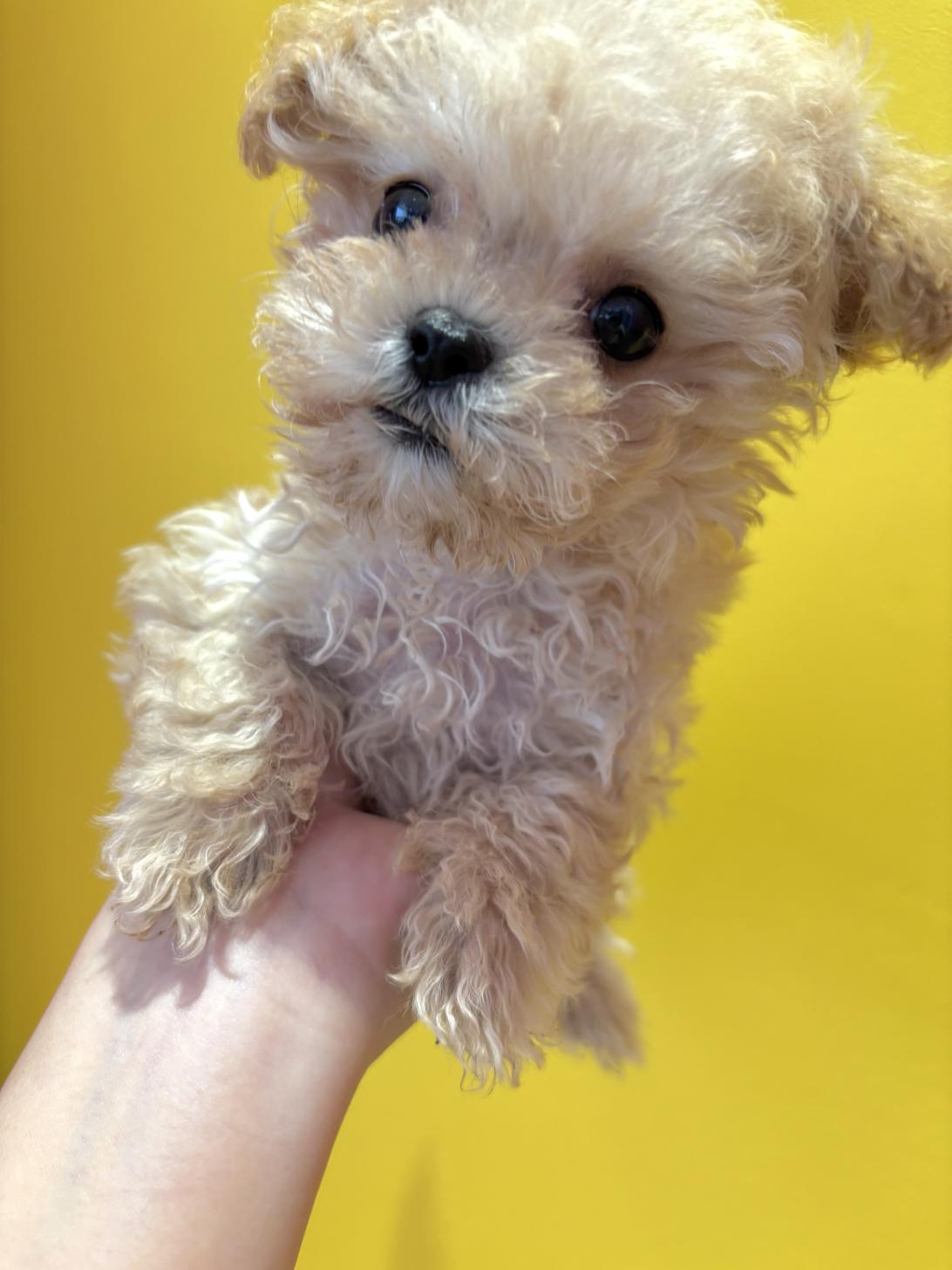 埼玉県のマルプー(マルチーズ×プードル) (ペッツスマイル南中野店/2025年8月29日生まれ/男の子/クリーム)の子犬の2枚目の画像