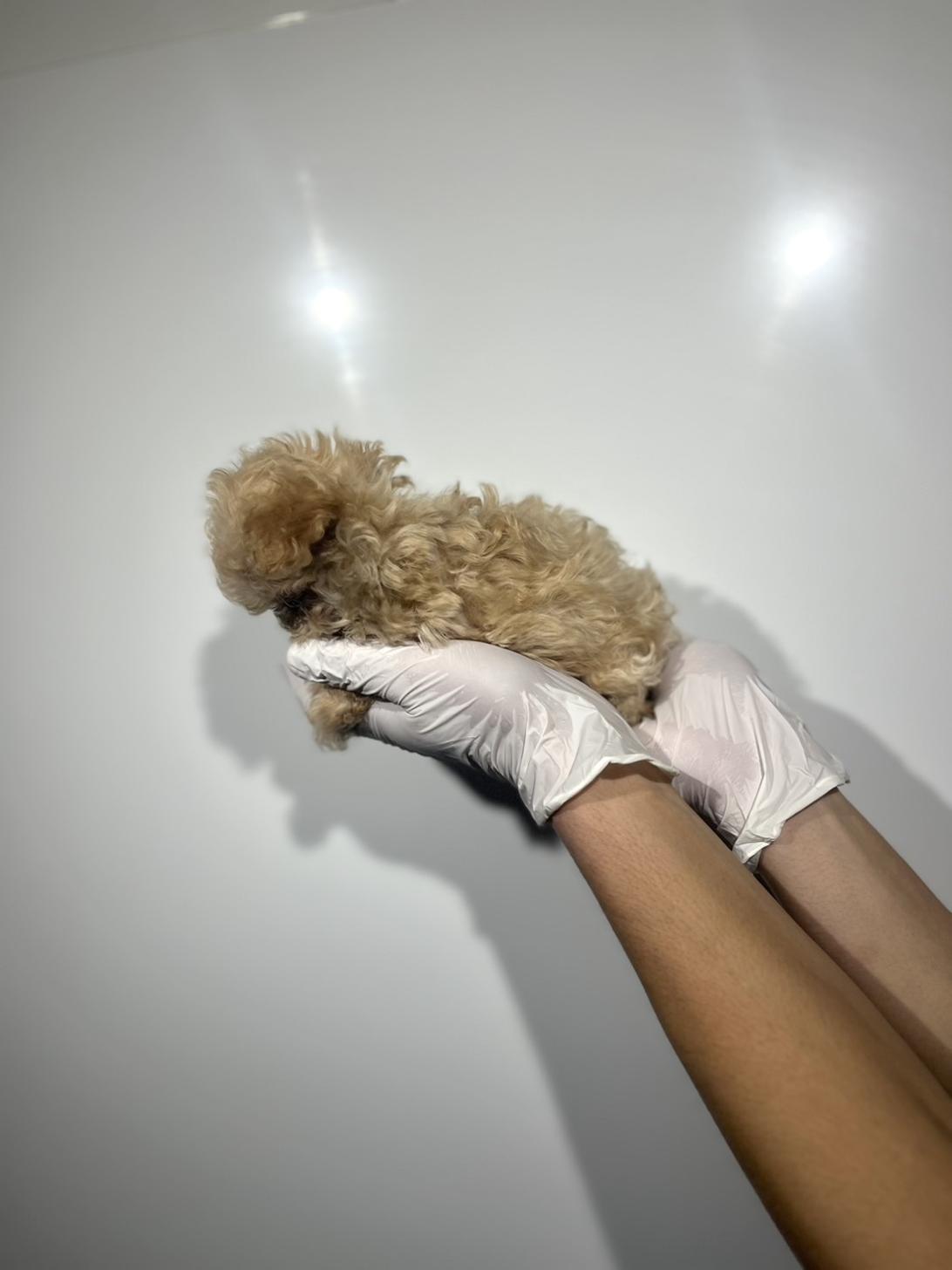 埼玉県のマルプー(マルチーズ×プードル) (ペッツスマイル南中野店/2025年8月29日生まれ/男の子/クリーム)の子犬の3枚目の画像