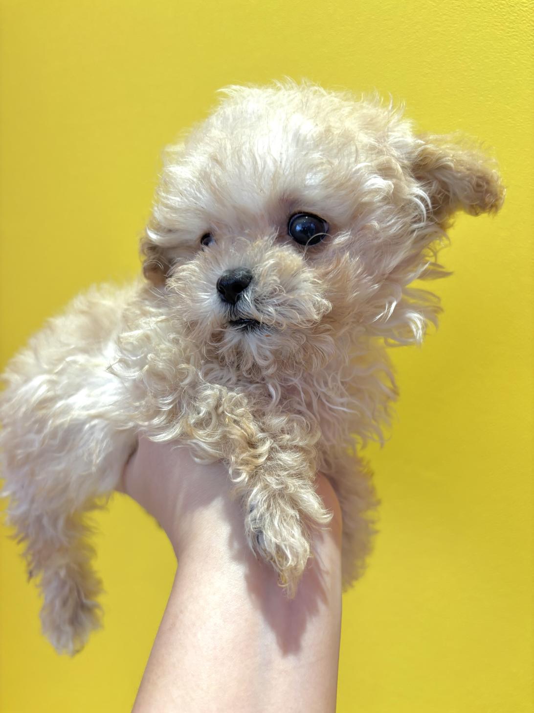 埼玉県のマルプー(マルチーズ×プードル) (ペッツスマイル南中野店/2025年8月29日生まれ/男の子/クリーム)の子犬の3枚目の画像