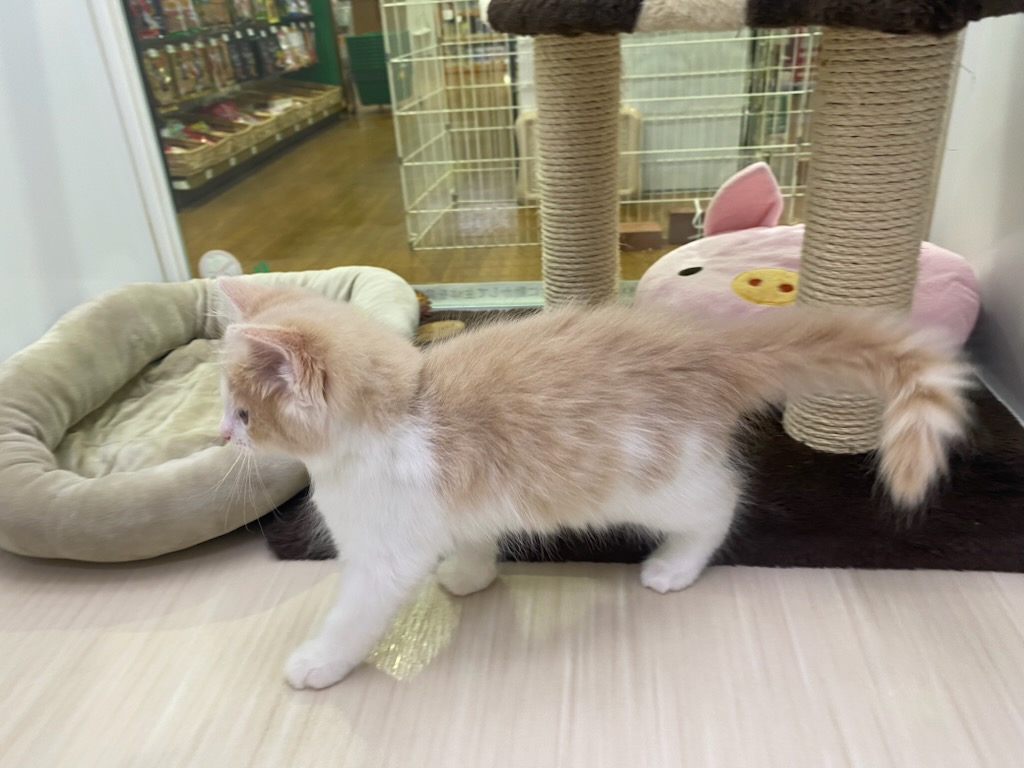 宮城県のノルウェージャンフォレストキャット (ズーズーカンパニー 八乙女店/2026年5月5日生まれ/女の子/クリームタビーホワイト)の子猫の3枚目の画像