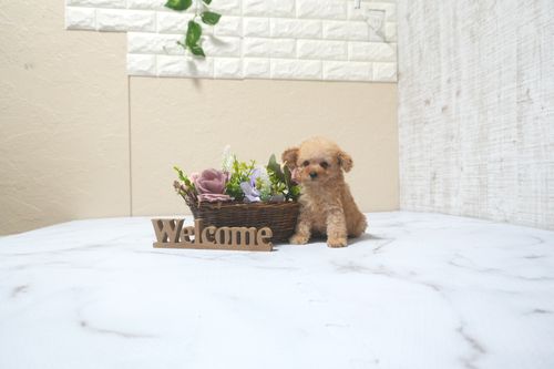 滋賀県のトイプードル(タイニー) (いっぷく湖南店/2025年9月13日生まれ/女の子/オレンジフォーン)の子犬の1枚目の画像