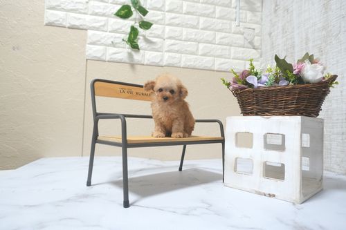 滋賀県のトイプードル(タイニー) (いっぷく湖南店/2025年9月13日生まれ/女の子/オレンジフォーン)の子犬の2枚目の画像