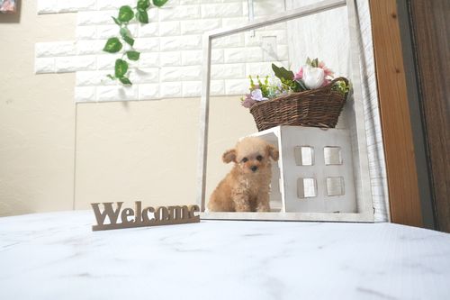 滋賀県のトイプードル(タイニー) (いっぷく湖南店/2025年9月13日生まれ/女の子/オレンジフォーン)の子犬の3枚目の画像