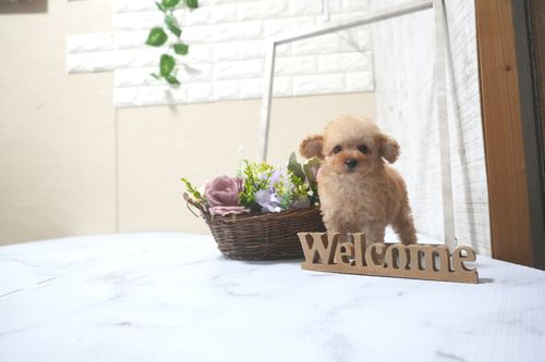 滋賀県のトイプードル(タイニー) (いっぷく湖南店/2025年9月13日生まれ/女の子/オレンジフォーン)の子犬の4枚目の画像