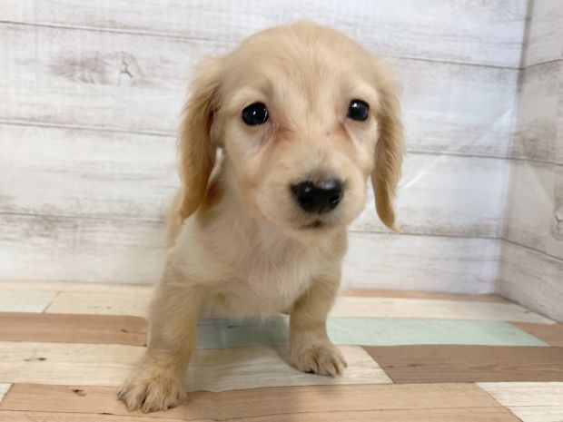 新潟県のミニチュアダックスフンド(ロング) (竹内ペット 新津本店/2026年1月19日生まれ/女の子/ゴールド)の子犬