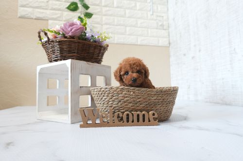 滋賀県のトイプードル(トイ) (いっぷく湖南店/2025年6月17日生まれ/男の子/レッドフォーン)の子犬の1枚目の画像