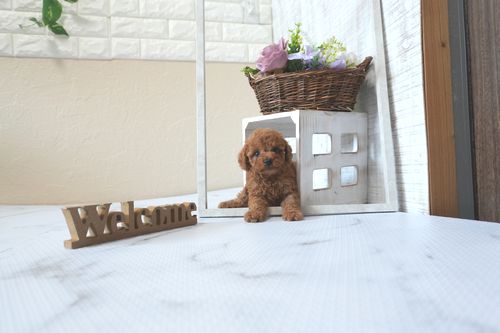 滋賀県のトイプードル(トイ) (いっぷく湖南店/2025年6月17日生まれ/男の子/レッドフォーン)の子犬の2枚目の画像