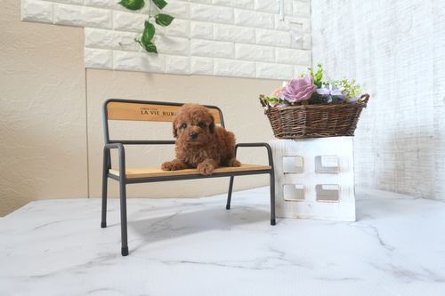 滋賀県のトイプードル(トイ) (いっぷく湖南店/2025年6月17日生まれ/男の子/レッドフォーン)の子犬の3枚目の画像