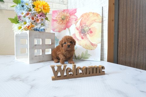 滋賀県のトイプードル(トイ) (いっぷく湖南店/2025年6月17日生まれ/男の子/レッドフォーン)の子犬の4枚目の画像