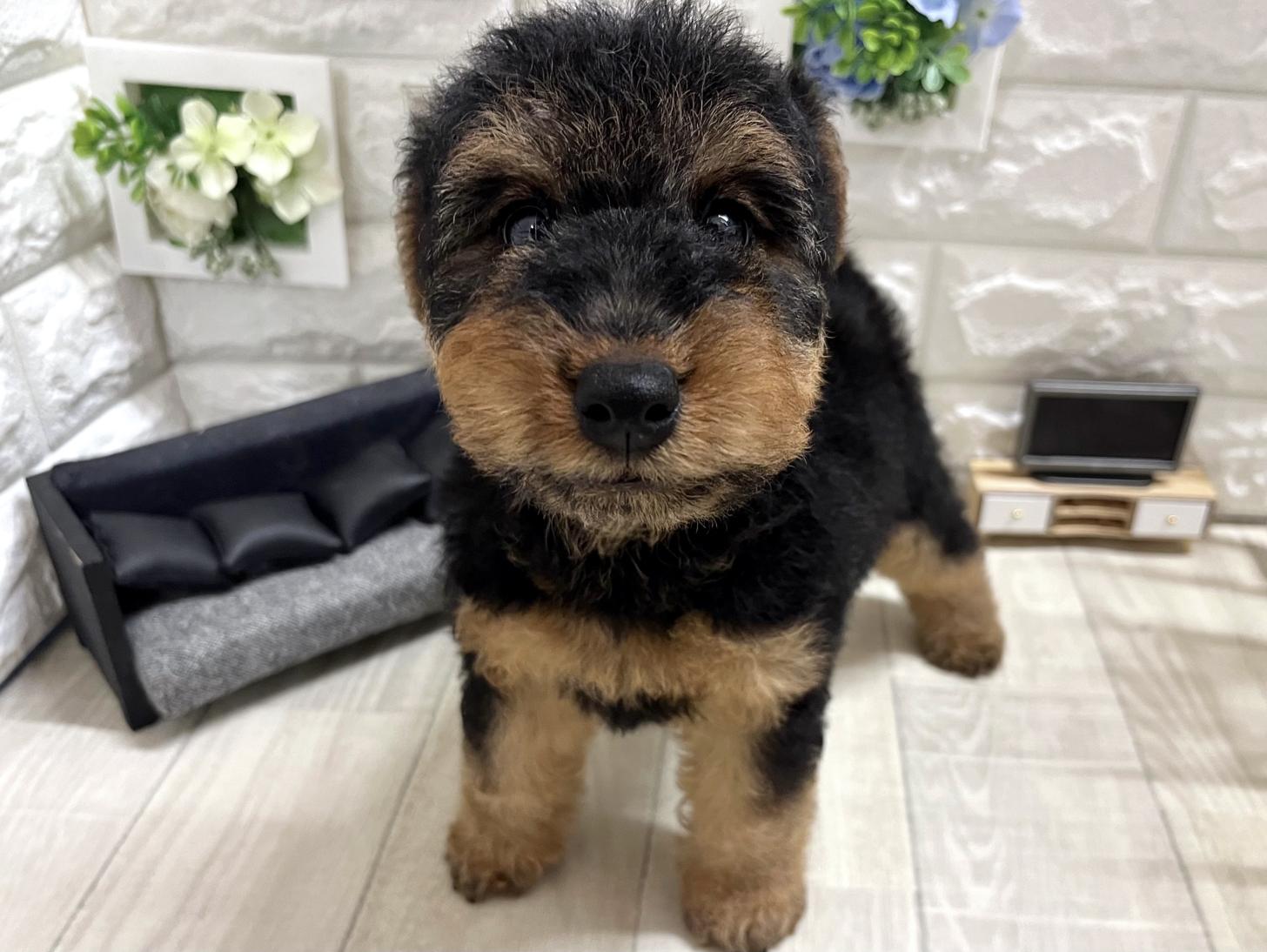 和歌山県のウェルシュテリア (DOGMAN和歌山中之島店/2026年2月1日生まれ/男の子/ブラックタン)の子犬