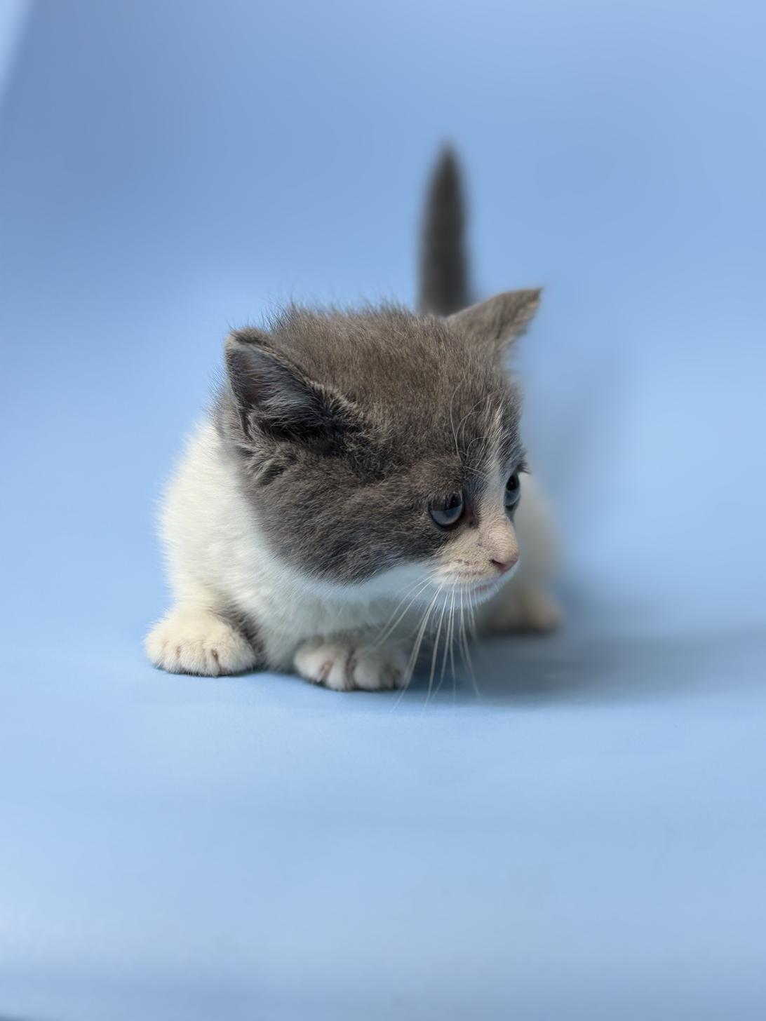 埼玉県のマンチカン (ペッツスマイル加須インター店/2026年1月17日生まれ/男の子/ブルータビーホワイト)の子猫の3枚目の画像