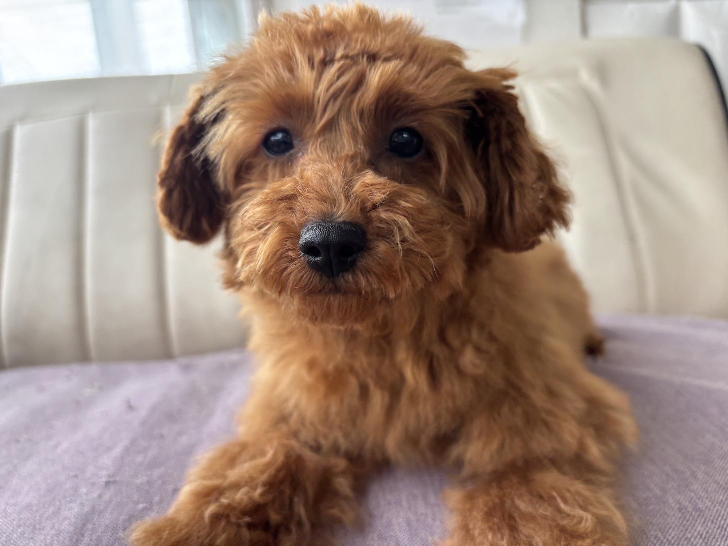 熊本県のマルプー(マルチーズ×プードル) (スタードッグス新熊本店/2025年12月4日生まれ/男の子/レッド)の子犬の1枚目の画像