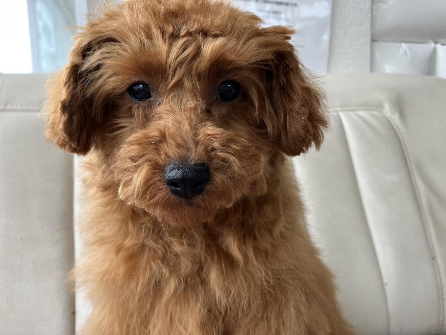 熊本県のマルプー(マルチーズ×プードル) (スタードッグス新熊本店/2025年12月4日生まれ/男の子/レッド)の子犬の2枚目の画像