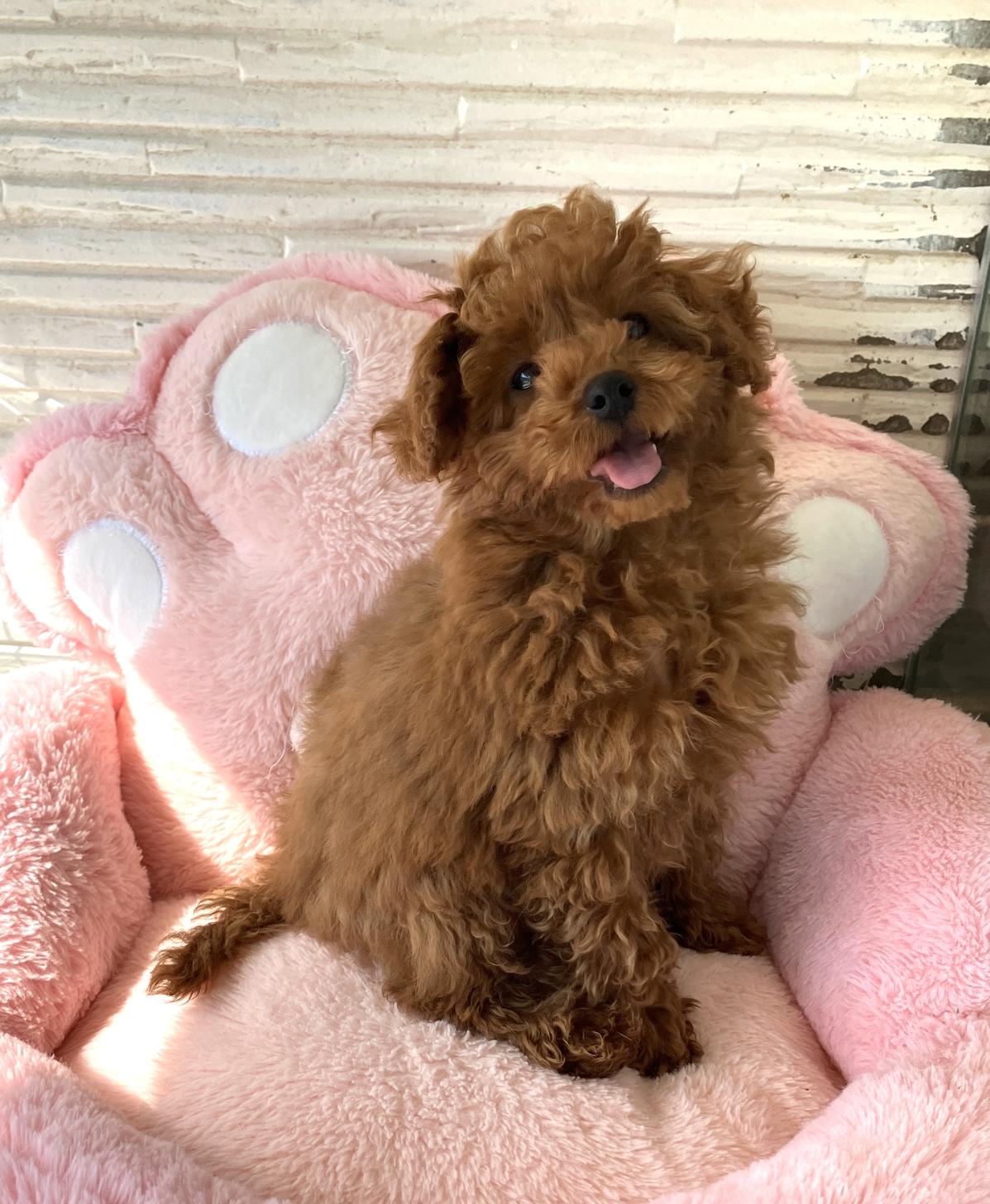 熊本県のマルプー(マルチーズ×プードル) (スタードッグス新熊本店/2025年12月4日生まれ/男の子/レッド)の子犬の3枚目の画像