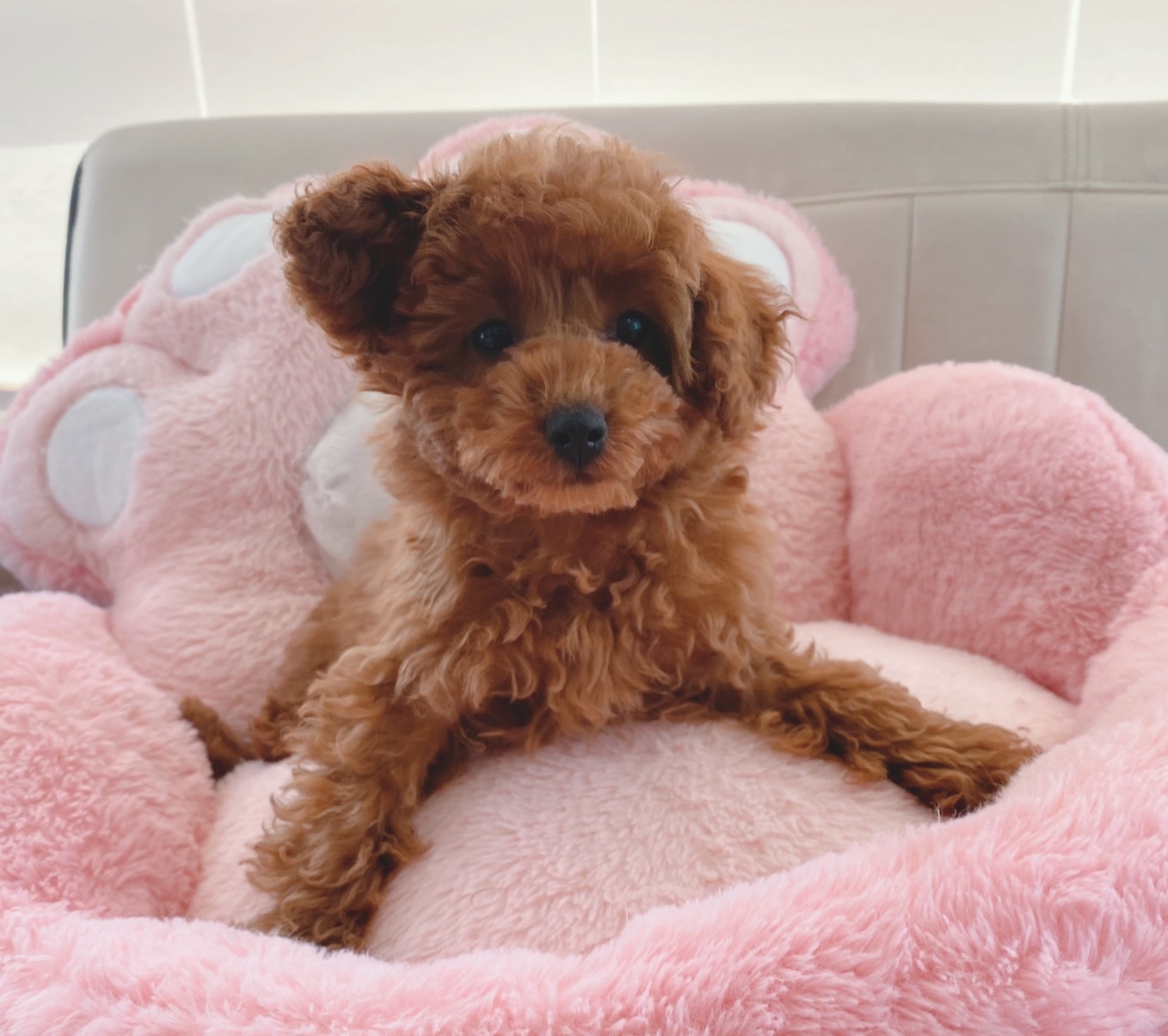 熊本県のマルプー(マルチーズ×プードル) (スタードッグス新熊本店/2025年12月4日生まれ/男の子/レッド)の子犬の3枚目の画像