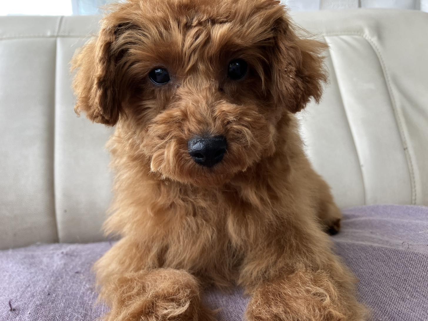 熊本県のマルプー(マルチーズ×プードル) (スタードッグス新熊本店/2025年12月4日生まれ/男の子/レッド)の子犬の3枚目の画像