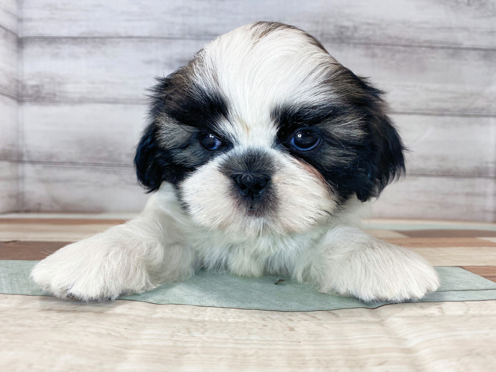 新潟県のシーズー (竹内ペット 新津本店/2025年4月27日生まれ/女の子/ホワイト&ゴールド)の子犬の1枚目の画像