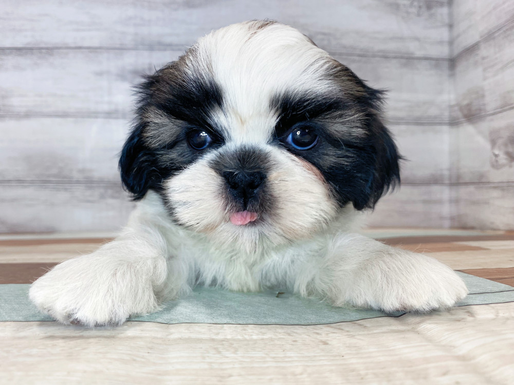 新潟県のシーズー (竹内ペット 新津本店/2025年4月27日生まれ/女の子/ホワイト&ゴールド)の子犬の2枚目の画像