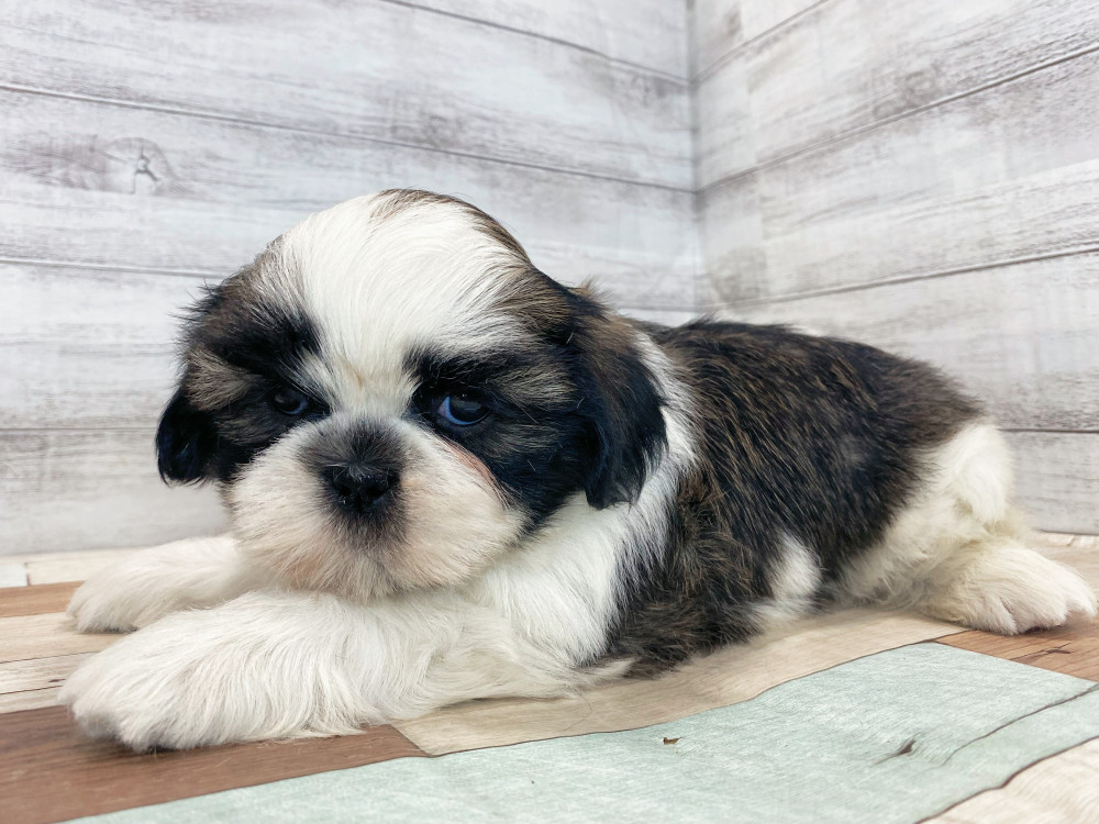 新潟県のシーズー (竹内ペット 新津本店/2025年4月27日生まれ/女の子/ホワイト&ゴールド)の子犬の3枚目の画像