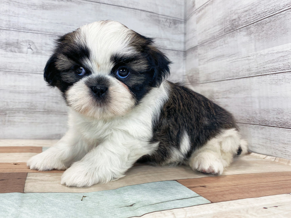 新潟県のシーズー (竹内ペット 新津本店/2025年4月27日生まれ/女の子/ホワイト&ゴールド)の子犬の4枚目の画像