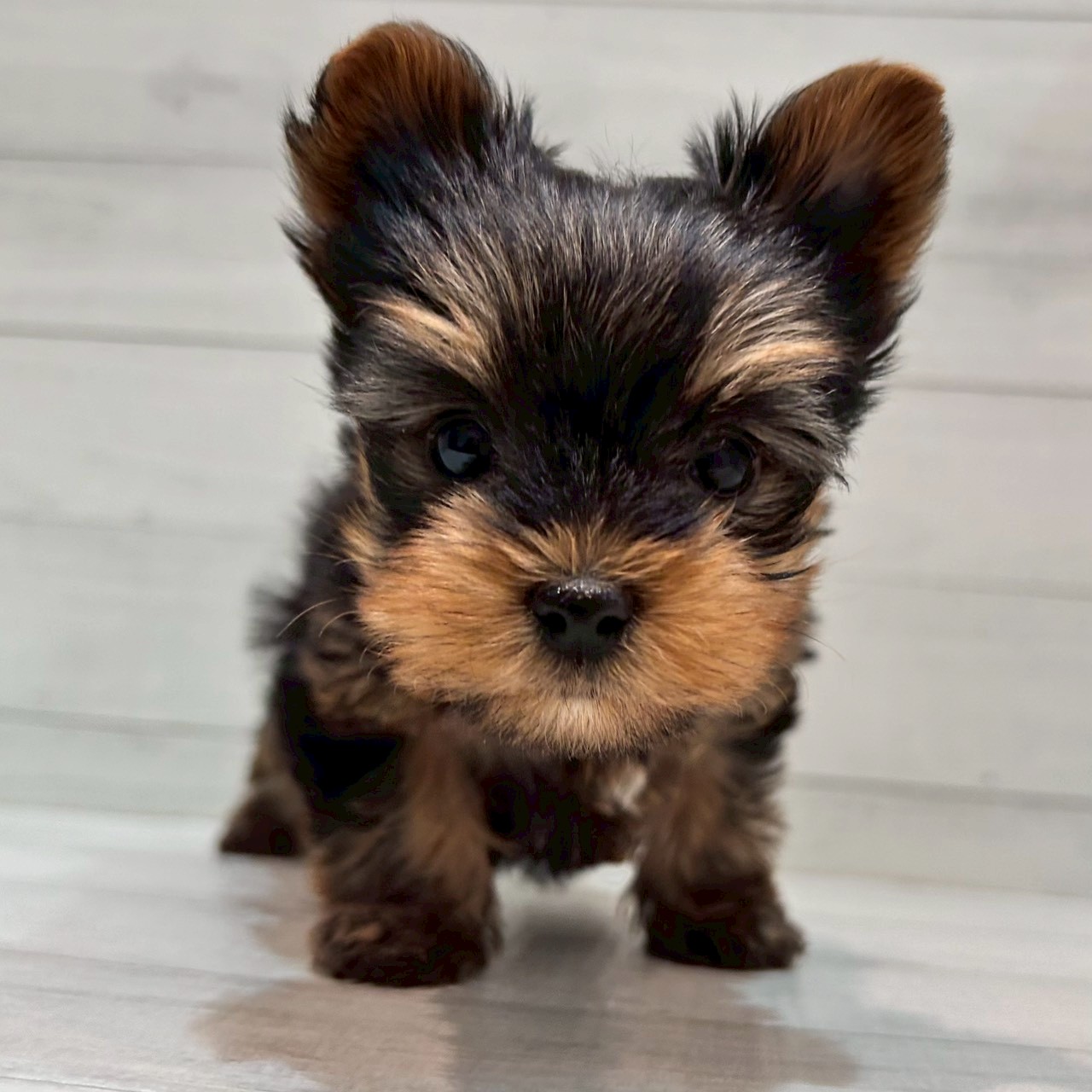 千葉県のヨークシャーテリア (ペピカあびこ店/2025年11月16日生まれ/女の子/スチールブルータン)の子犬の1枚目の画像