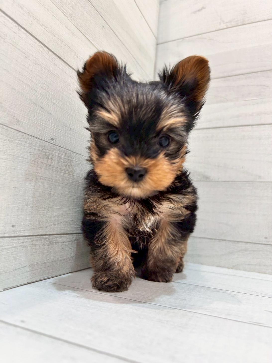 千葉県のヨークシャーテリア (ペピカあびこ店/2025年11月16日生まれ/女の子/スチールブルータン)の子犬の2枚目の画像