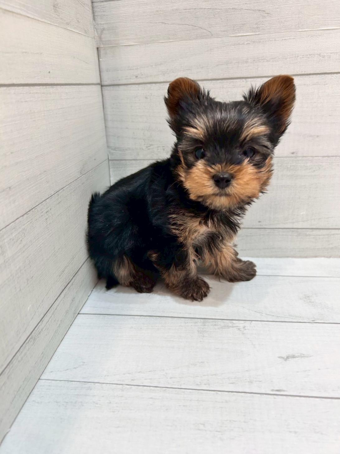千葉県のヨークシャーテリア (ペピカあびこ店/2025年11月16日生まれ/女の子/スチールブルータン)の子犬の3枚目の画像