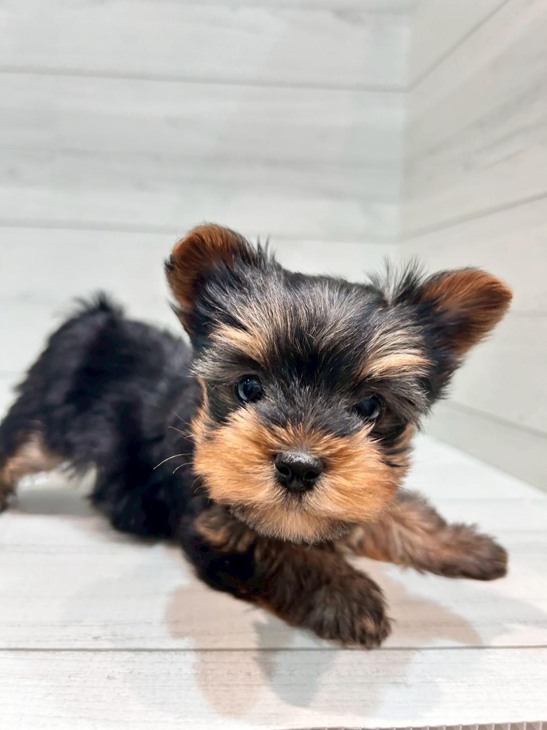 千葉県のヨークシャーテリア (ペピカあびこ店/2025年11月16日生まれ/女の子/スチールブルータン)の子犬の4枚目の画像