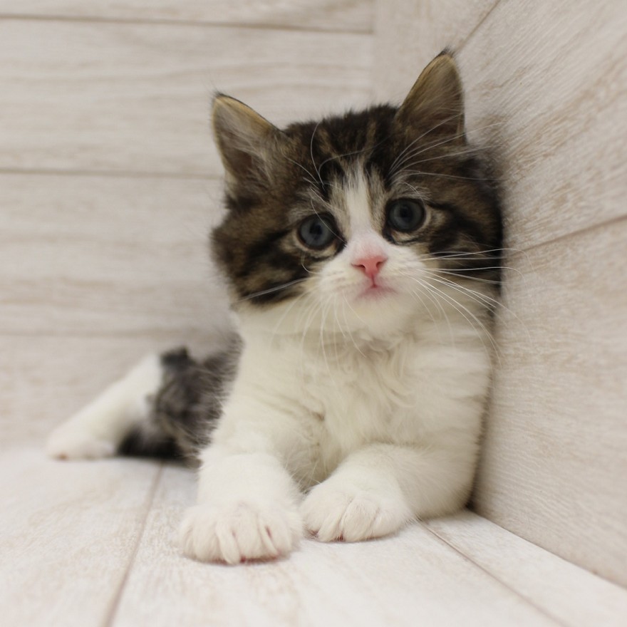 千葉県のスコティッシュフォールド (ペピカファミリー松戸店/2026年1月10日生まれ/男の子/ブラウンタビーホワイト)の子猫の1枚目の画像