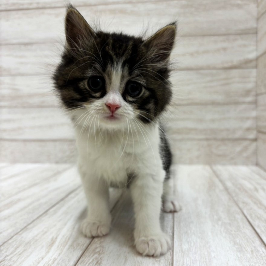 千葉県のスコティッシュフォールド (ペピカファミリー松戸店/2026年1月10日生まれ/男の子/ブラウンタビーホワイト)の子猫の2枚目の画像