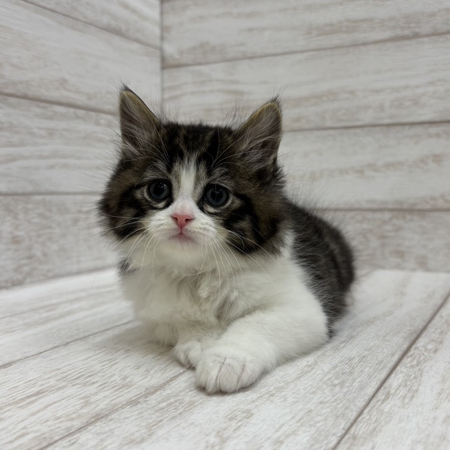 千葉県のスコティッシュフォールド (ペピカファミリー松戸店/2026年1月10日生まれ/男の子/ブラウンタビーホワイト)の子猫の3枚目の画像