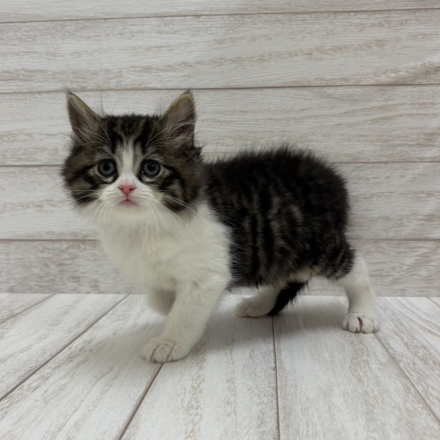 千葉県のスコティッシュフォールド (ペピカファミリー松戸店/2026年1月10日生まれ/男の子/ブラウンタビーホワイト)の子猫の4枚目の画像