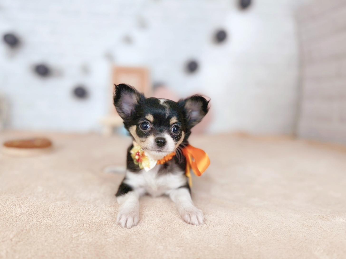 北海道のチワワ(ロング) (ペットショップだんぼ/2025年9月18日生まれ/女の子/ブラックタンホワイト)の子犬