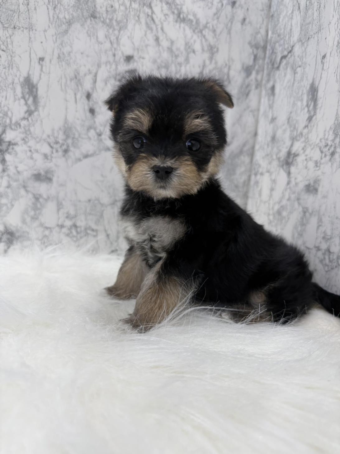 埼玉県のマルキー/マルヨーキー(マルチーズ×ヨークシャーテリア) (PETSHOP FATIS/2025年12月3日生まれ/女の子/ブラック)の子犬
