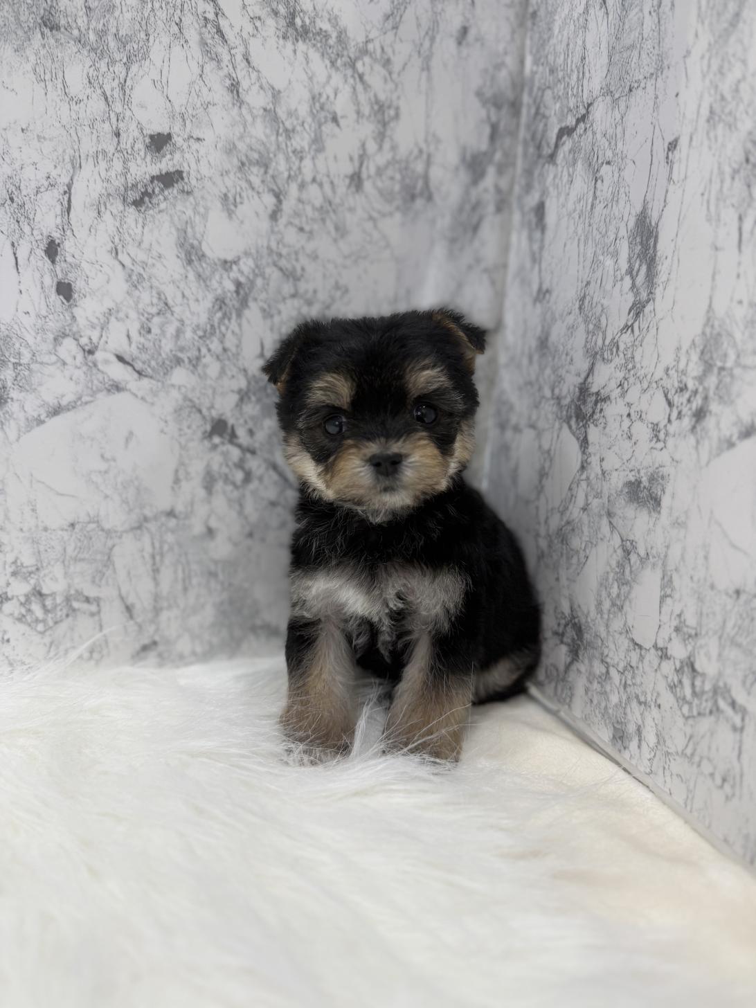 埼玉県のマルキー/マルヨーキー(マルチーズ×ヨークシャーテリア) (PETSHOP FATIS/2025年12月3日生まれ/女の子/ブラック)の子犬の2枚目の画像
