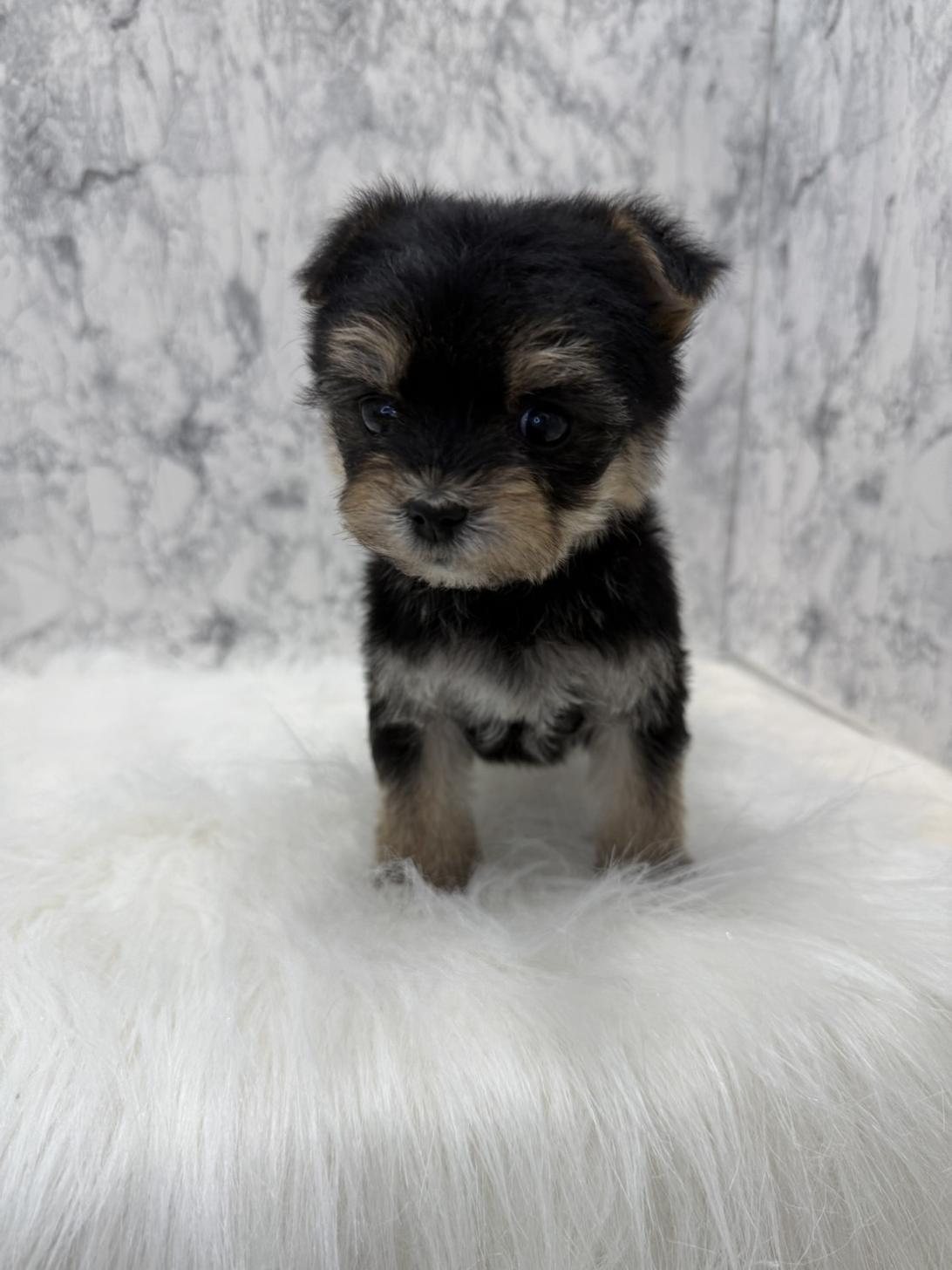 埼玉県のマルキー/マルヨーキー(マルチーズ×ヨークシャーテリア) (PETSHOP FATIS/2025年12月3日生まれ/女の子/ブラック)の子犬の3枚目の画像