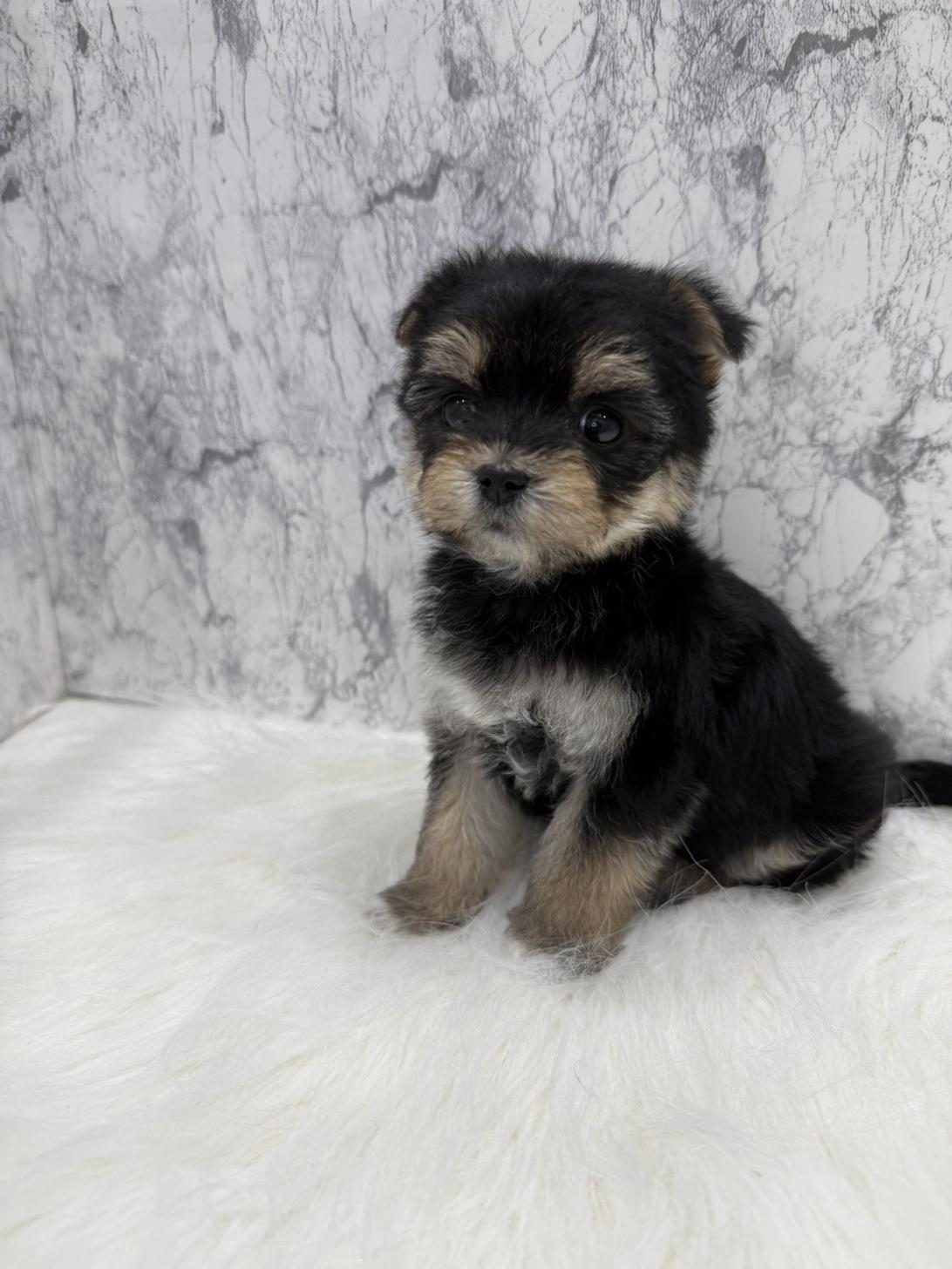 埼玉県のマルキー/マルヨーキー(マルチーズ×ヨークシャーテリア) (PETSHOP FATIS/2025年12月3日生まれ/女の子/ブラック)の子犬の4枚目の画像