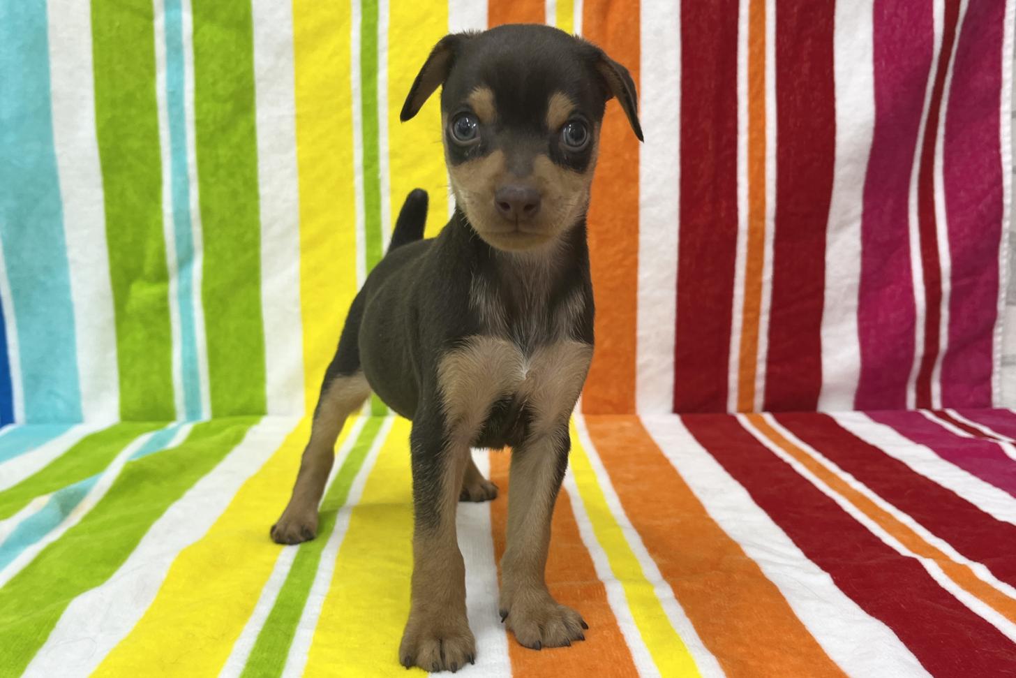 愛知県のミニチュアピンシャー (ハピースペット一宮三条アミーゴ店/2026年1月20日生まれ/男の子/チョコレートタン)の子犬の1枚目の画像