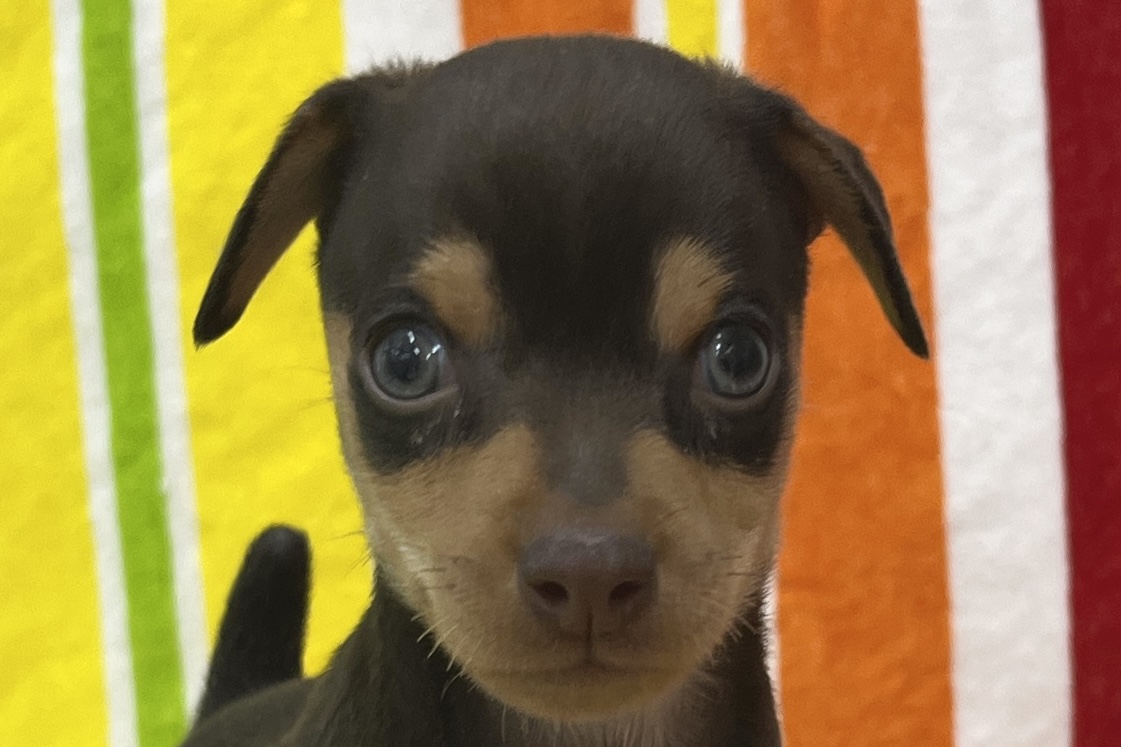 愛知県のミニチュアピンシャー (ハピースペット一宮三条アミーゴ店/2026年1月20日生まれ/男の子/チョコレートタン)の子犬の2枚目の画像