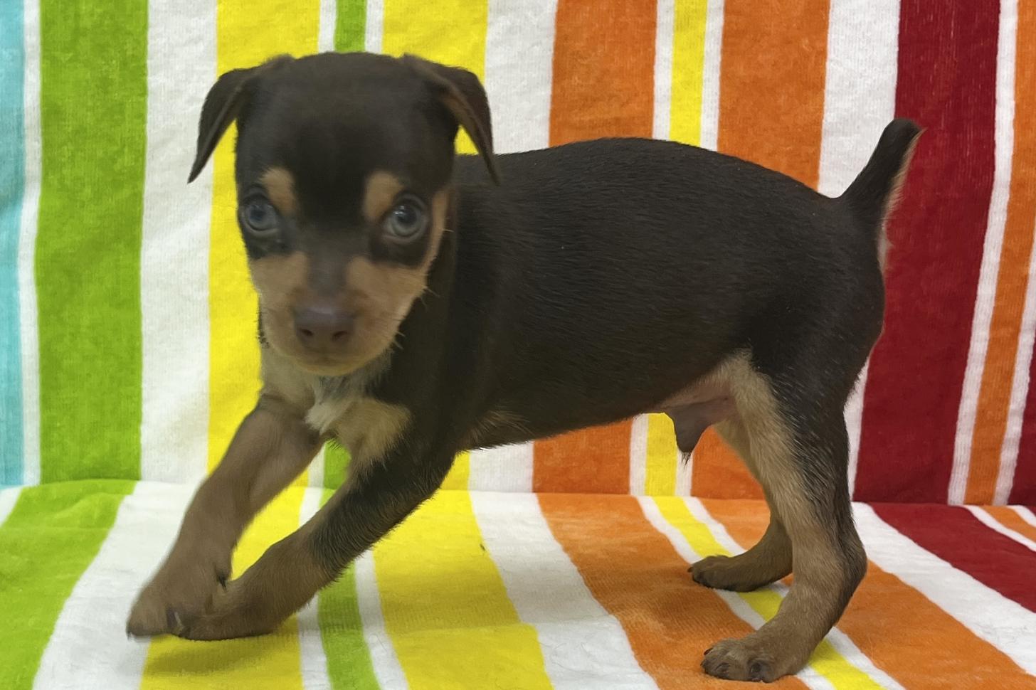 愛知県のミニチュアピンシャー (ハピースペット一宮三条アミーゴ店/2026年1月20日生まれ/男の子/チョコレートタン)の子犬の3枚目の画像